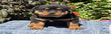 Nash 