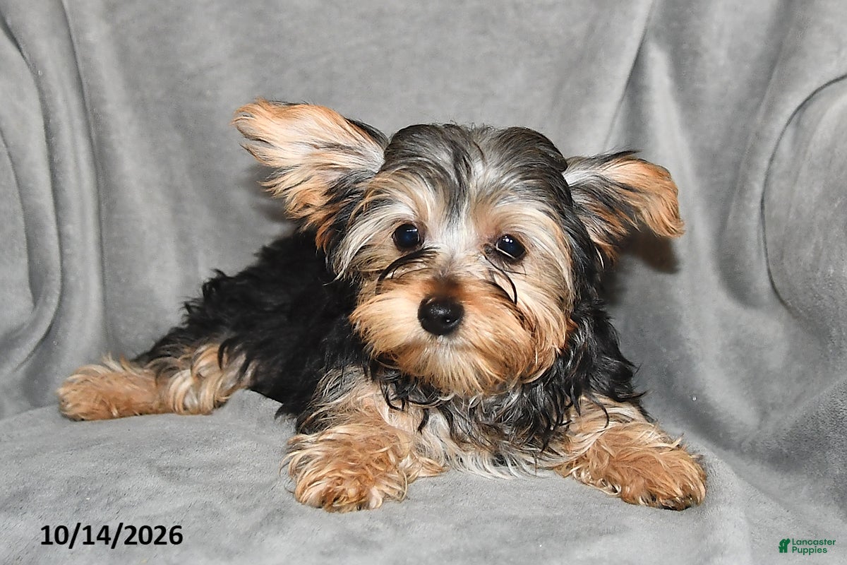 Mixed Breed dogs Adam - Ad 2