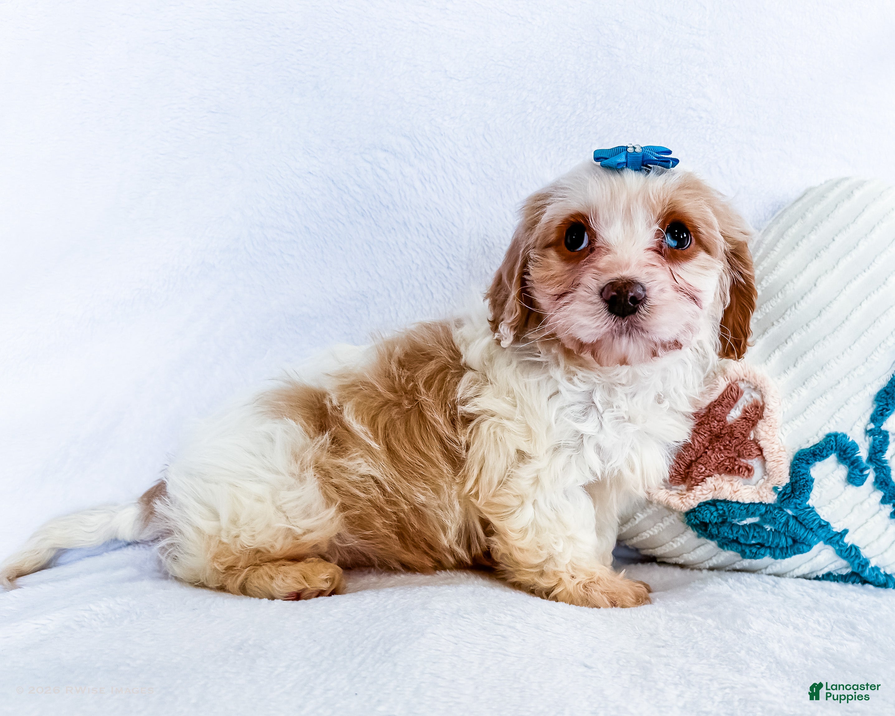 Cavapoo dogs Zoee - Ad 2