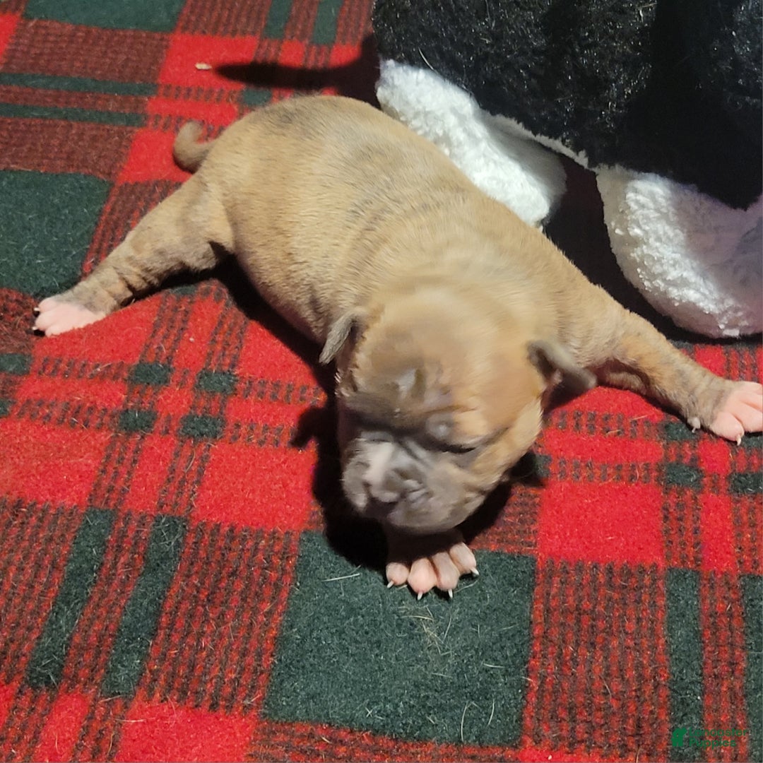 American Bulldog dogs for sale: Cleo - Ad 7