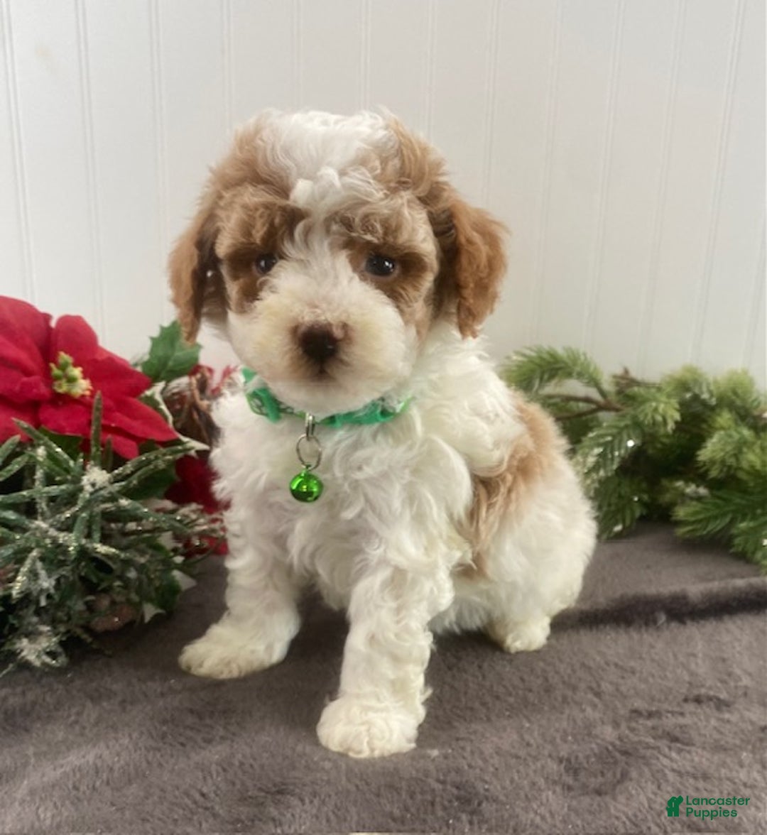 Toy Poodle dogs for sale: Bo - Ad 1