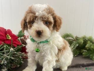 Toy Poodle dogs Bo - Ad 34