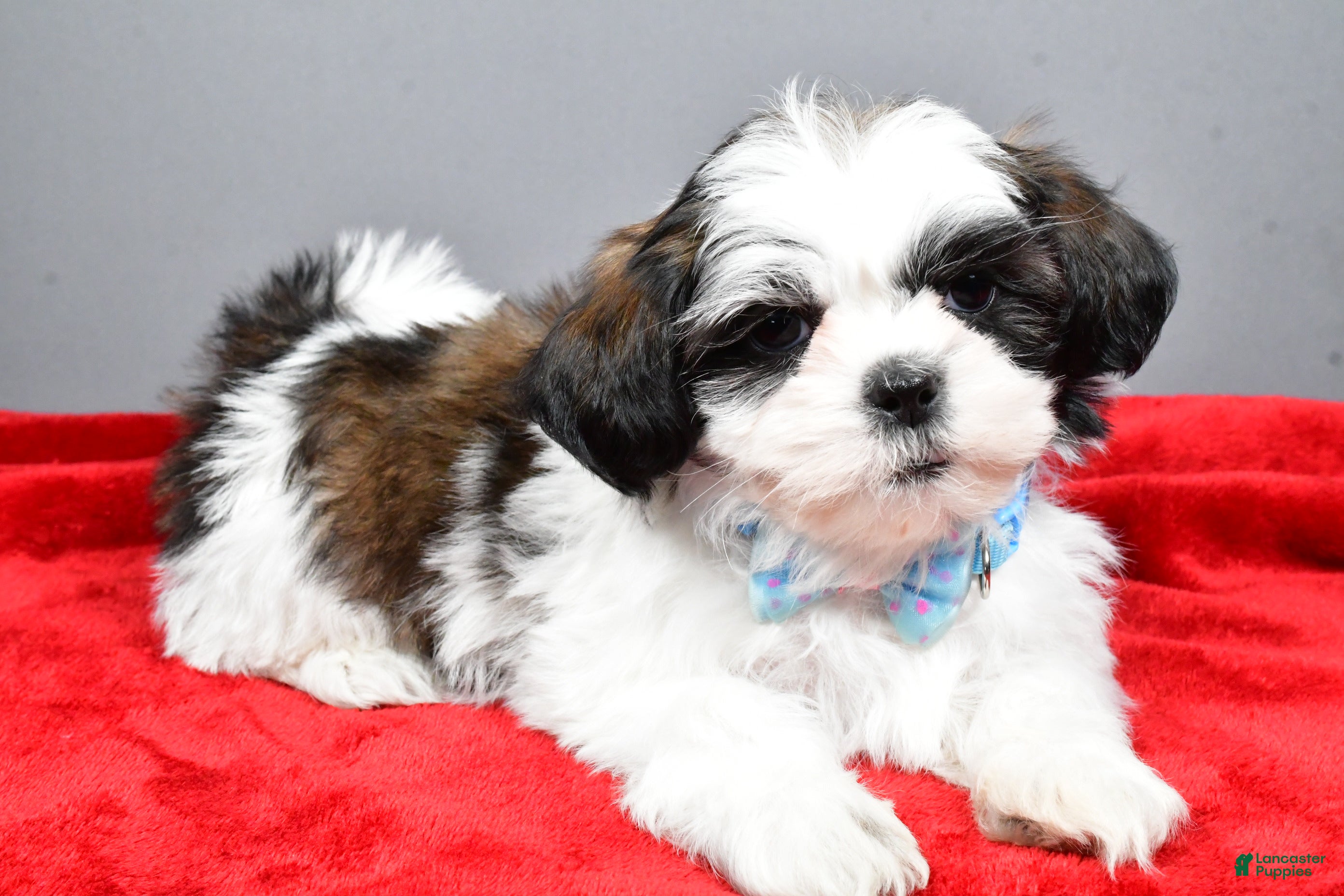 Shih Tzu dogs Anderson - Ad 2