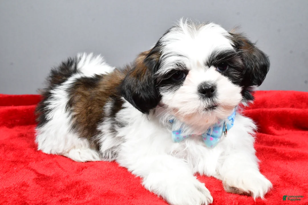 Shih Tzu dogs for sale: Anderson - Ad 2