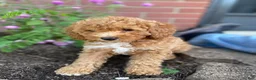 Miniature Poodle dogs for sale: Hazel - Ad 11