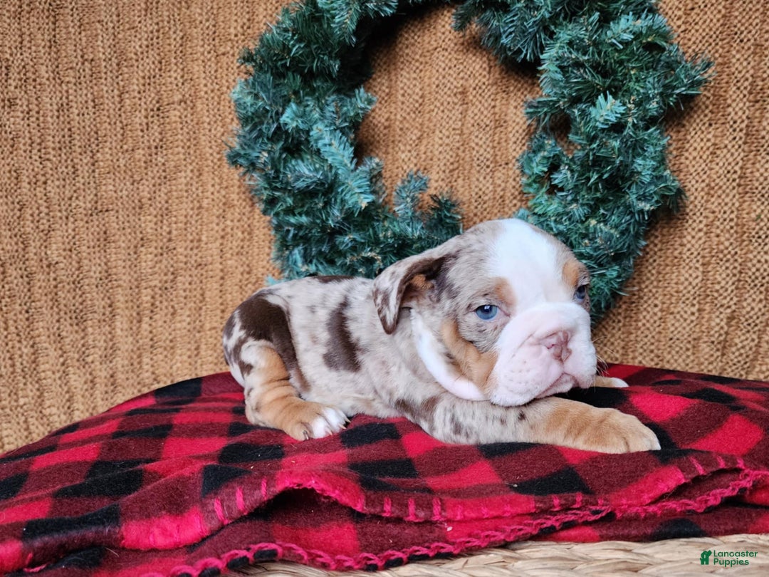 English Bulldog dogs for sale: Fletch - Ad 5