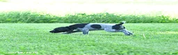 German Shorthaired Pointer dogs for sale: Gizmo - Ad 1