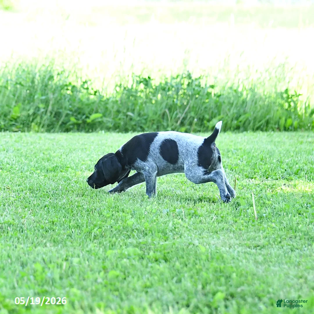 German Shorthaired Pointer dogs for sale: Gizmo - Ad 1