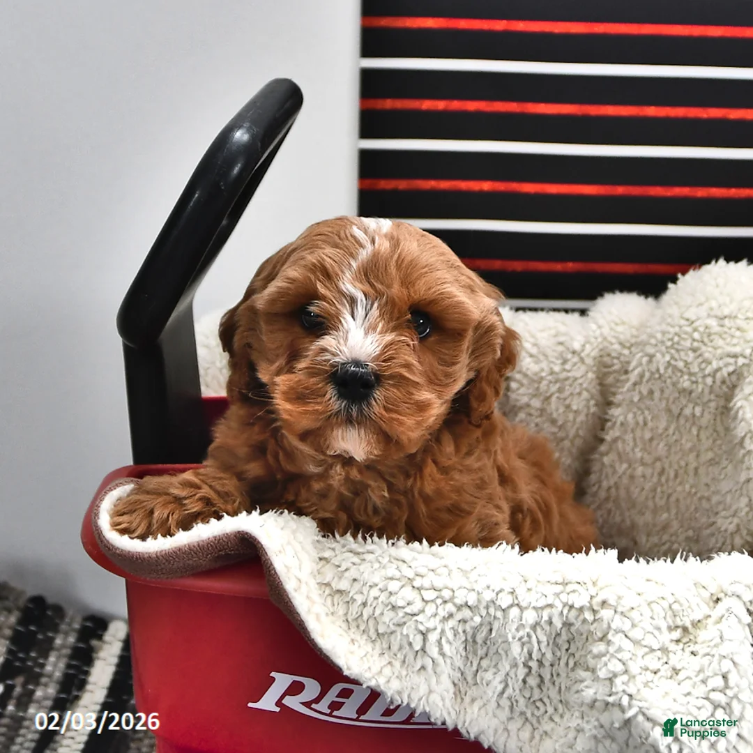 Cavapoo dogs for sale: Skipper - Ad 4