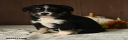Mixed Breed dogs for sale: Cherry - Ad 4