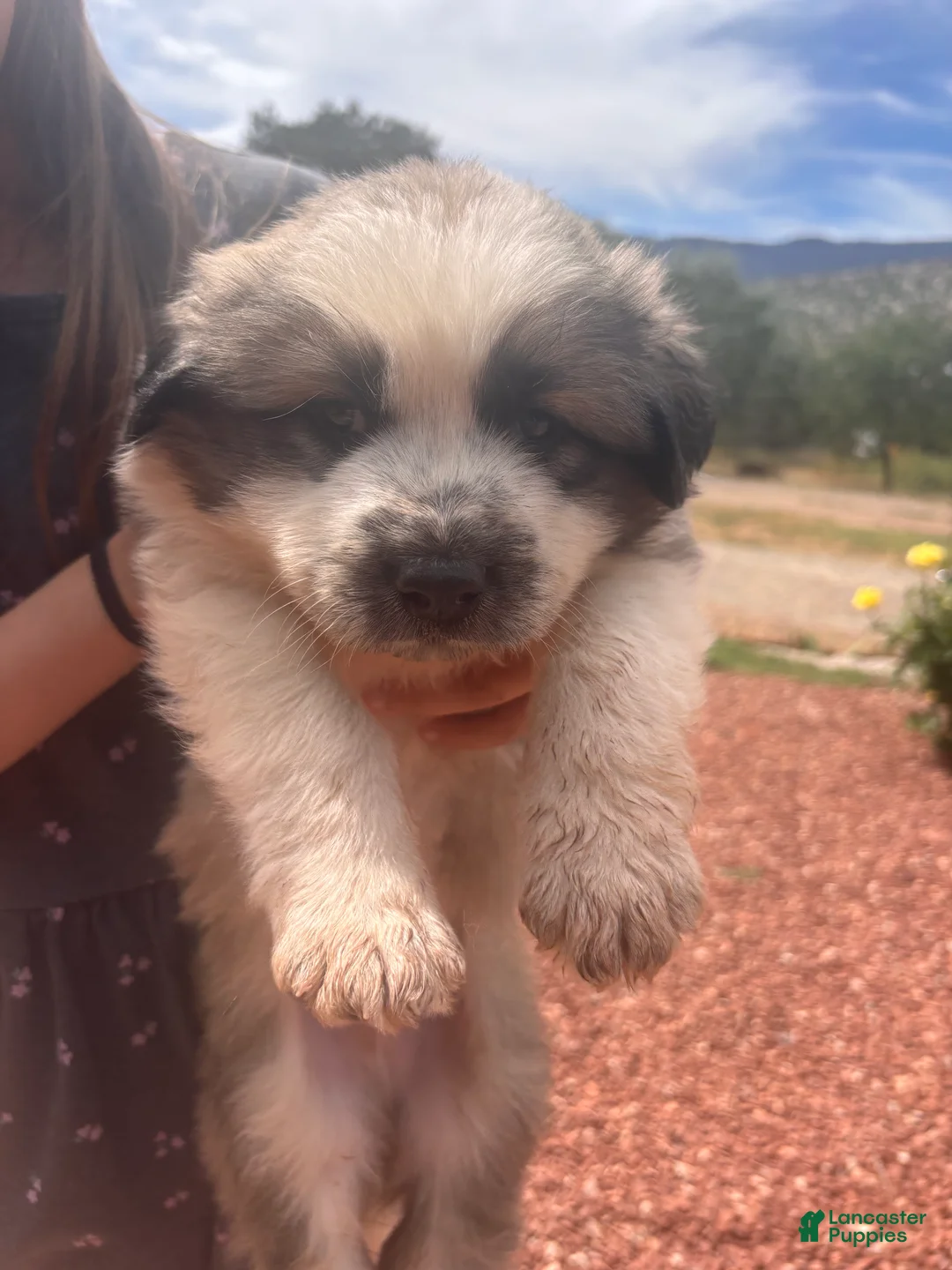 Mixed Breed dogs for sale: Big Bo - Ad 2