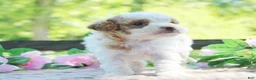 Cavapoo dogs for sale: Dottie - Ad 4