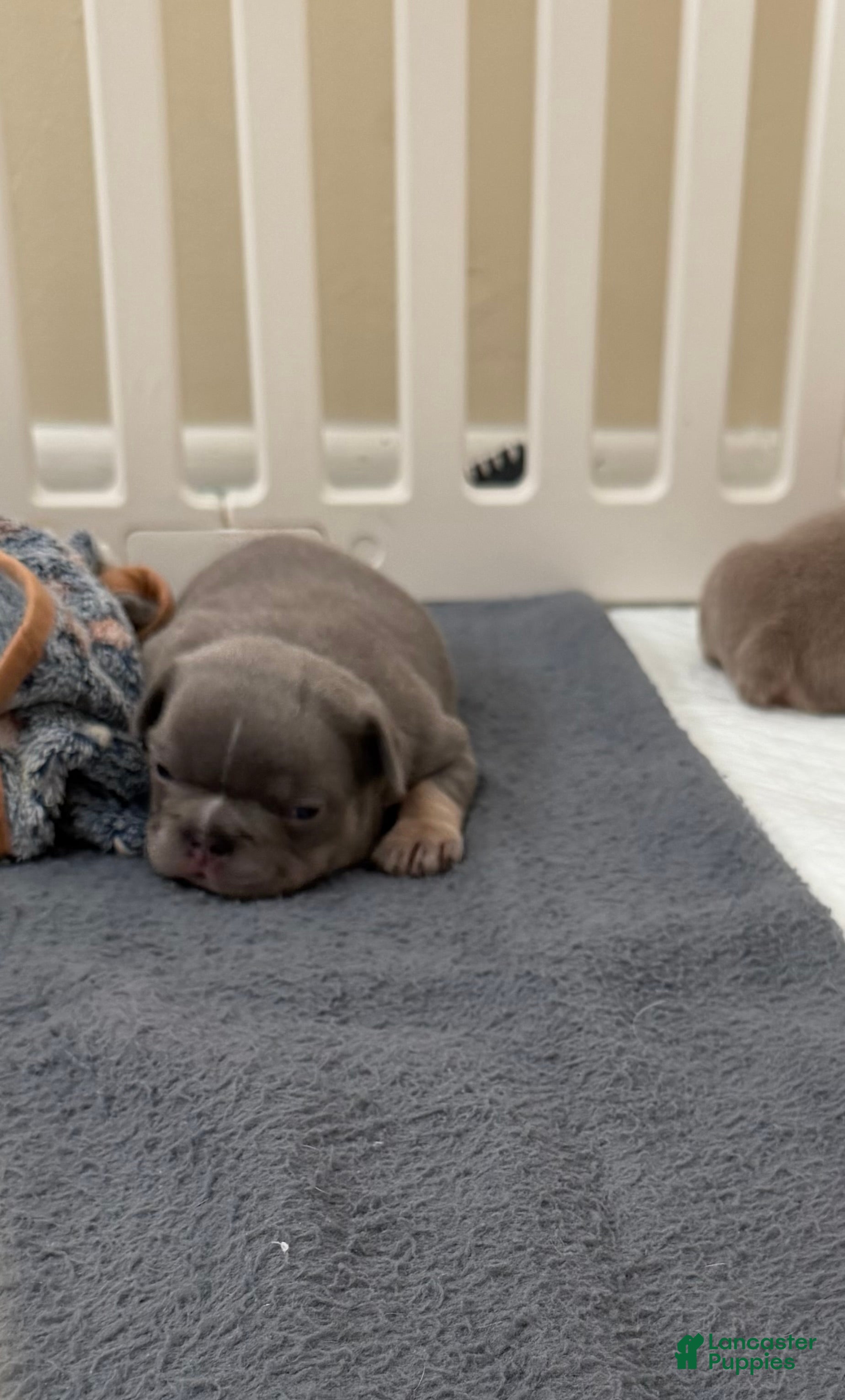 French Bulldog dogs for sale: Apollo - Ad 1