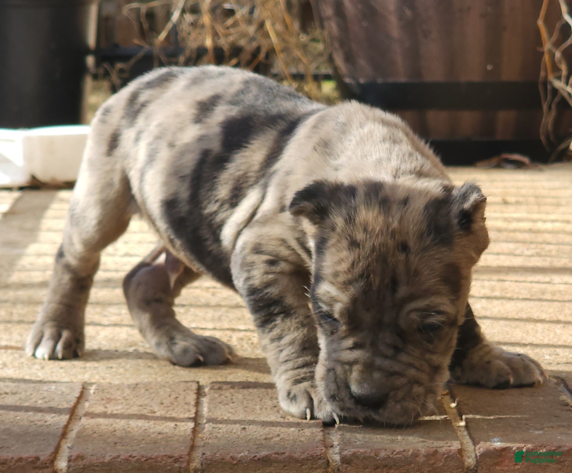 Cane Corso dogs Spartacus  - Ad 40