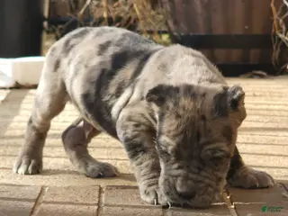 Cane Corso dogs Spartacus - Ad 33