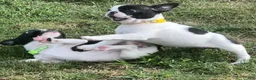 Mixed Breed dogs for sale: Recees - Ad 3