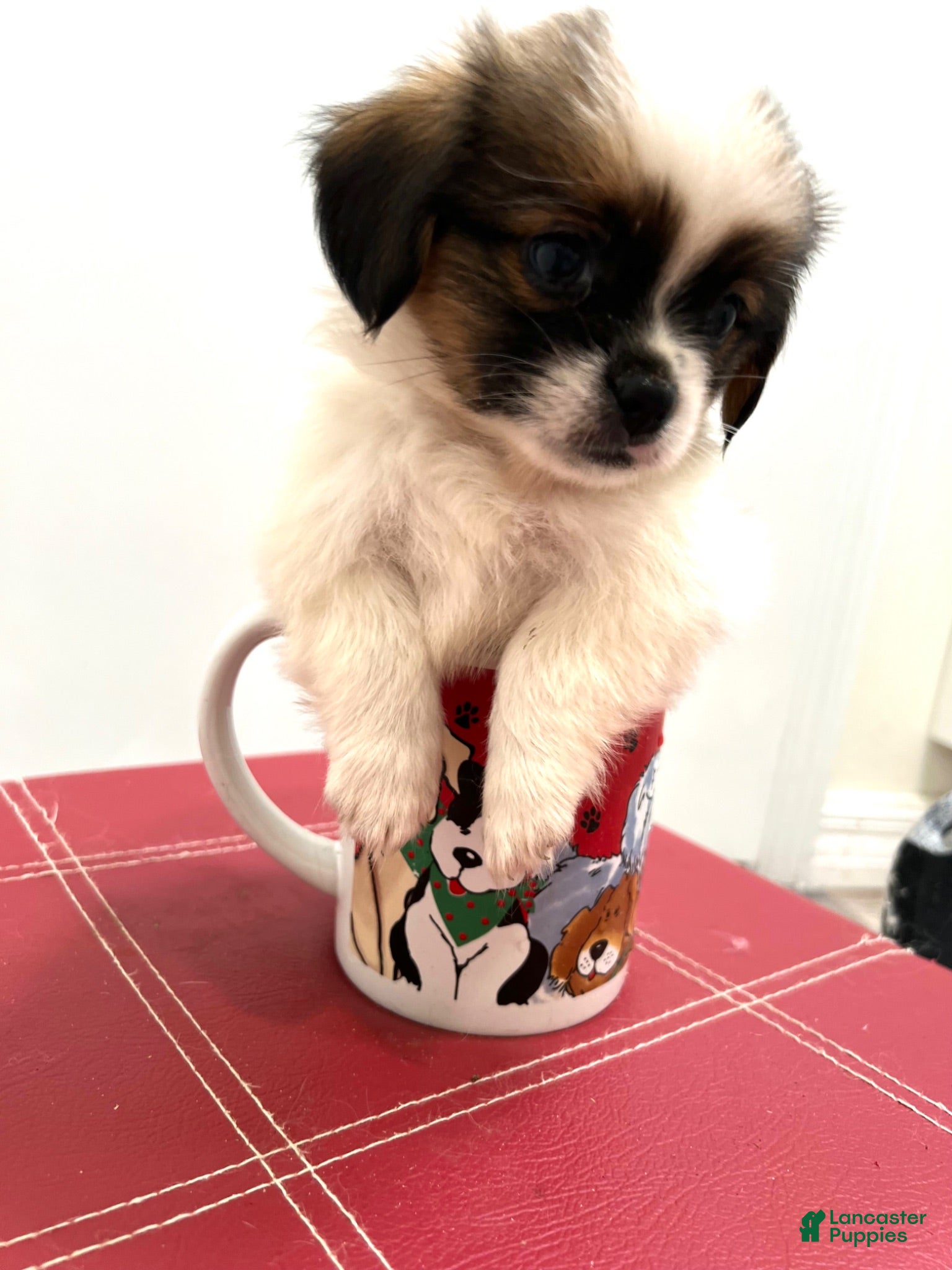 Mixed Breed dogs Mixed Breed 1 - Ad 2