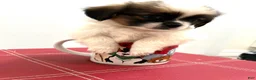 Mixed Breed dogs for sale: Mixed Breed 1 - Ad 2