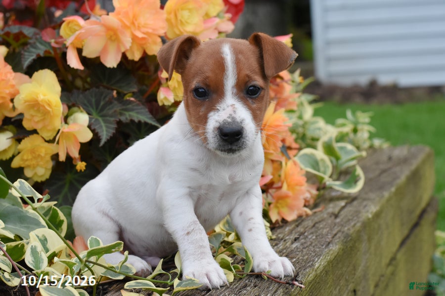 Jack Russell Terrier dogs for sale: Pizza - Ad 1