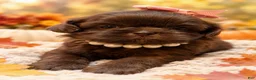 Shih Tzu dogs for sale: Deloris  - Ad 1