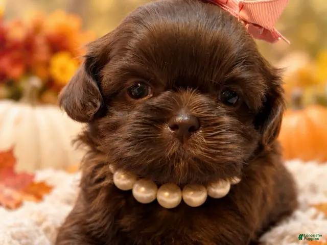 Shih Tzu dogs for sale: Deloris - Ad 22