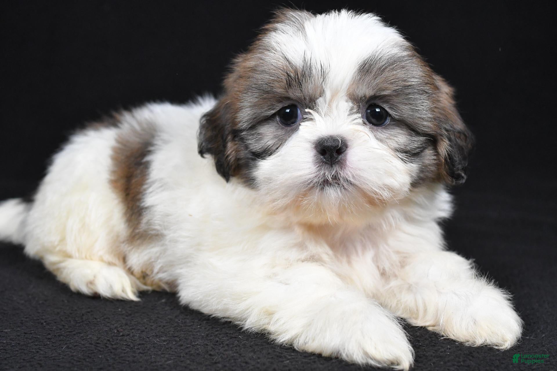 Shih Tzu dogs Greta - Ad 1