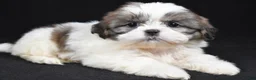 Shih Tzu dogs for sale: Greta - Ad 1