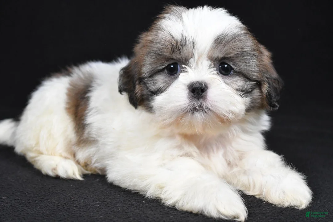 Shih Tzu dogs for sale: Greta - Ad 1
