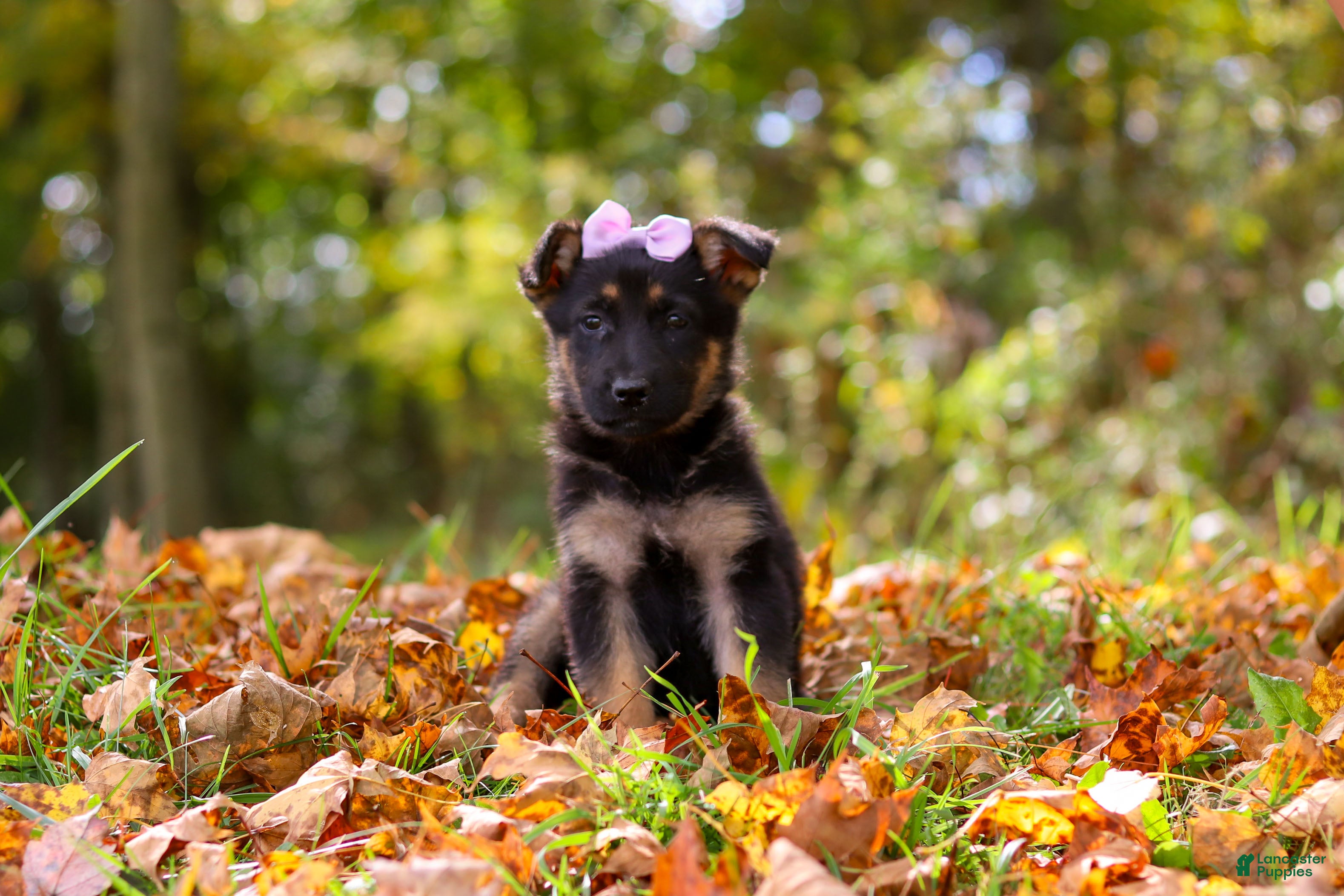 German Shepherd dogs Rosalie - Ad 1