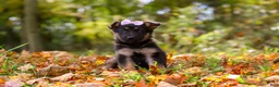 German Shepherd dogs for sale: Rosalie - Ad 1