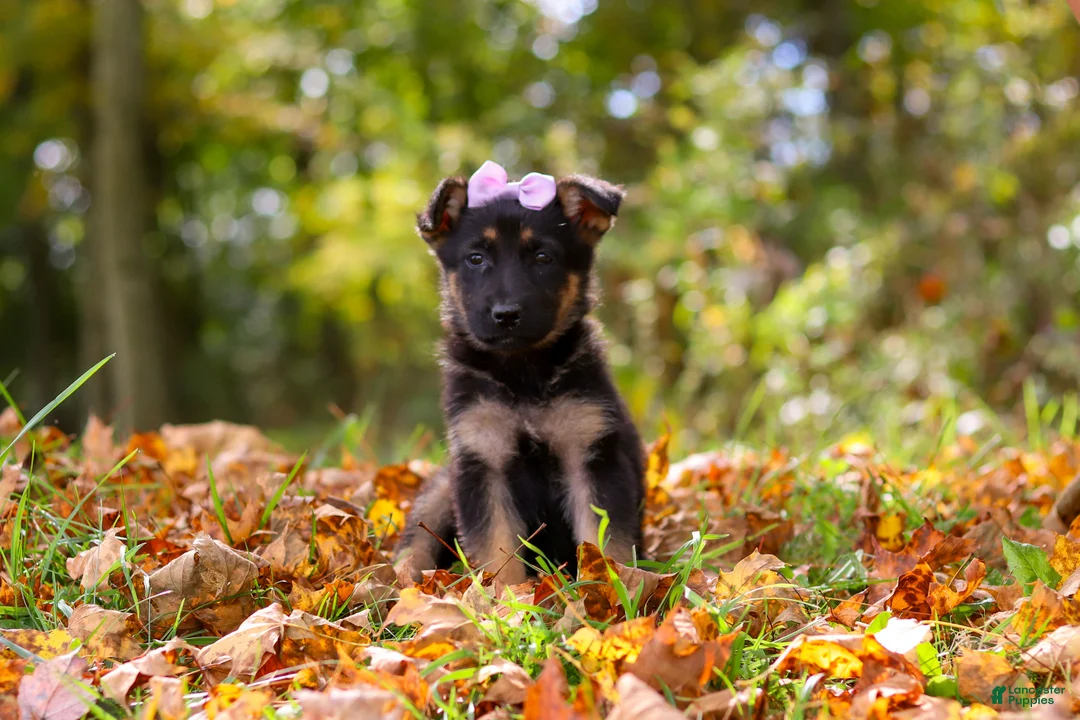 German Shepherd dogs for sale: Rosalie - Ad 1