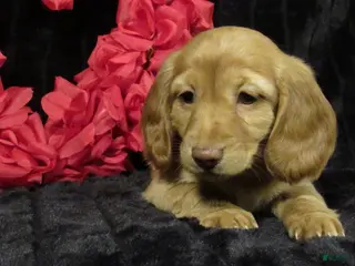 Miniature Dachshund dogs Missy - Ad 22