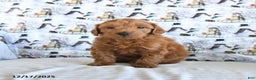 Mini Goldendoodle dogs for sale: Frisky - Ad 4