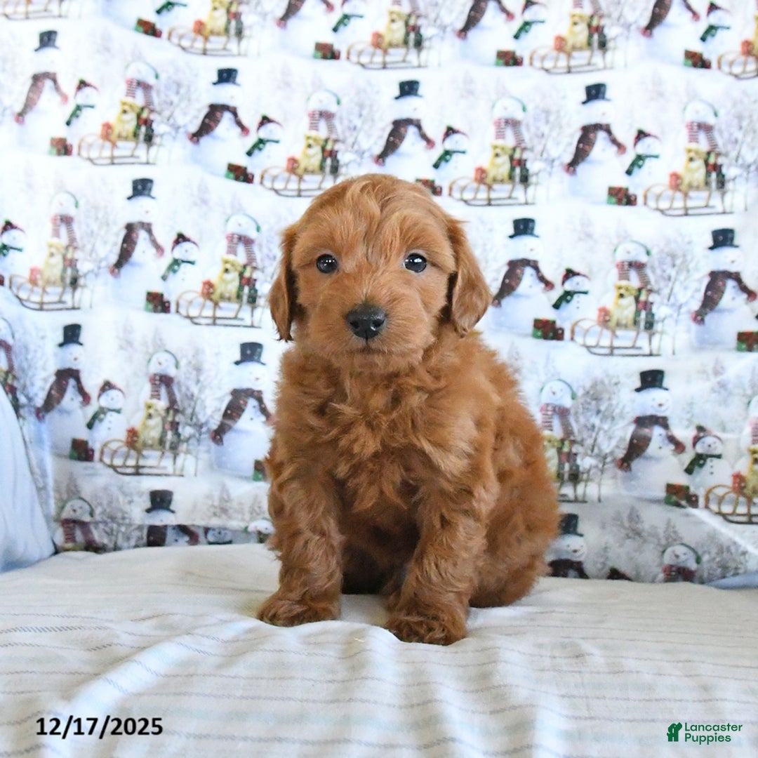 Mini Goldendoodle dogs for sale: Frisky - Ad 4