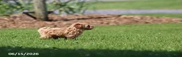 Shihpoo dogs for sale: Tigger - Ad 6
