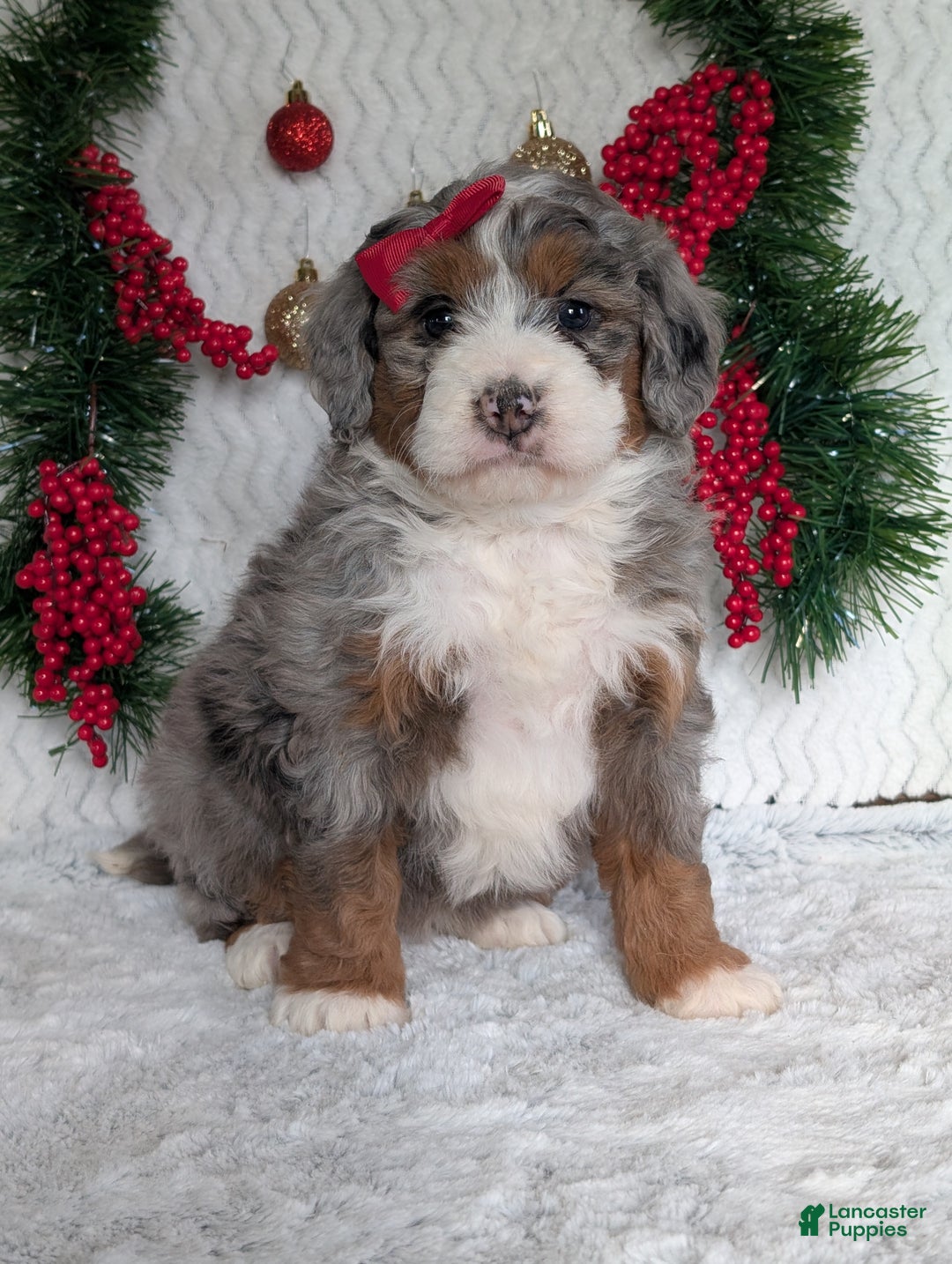 Mini Bernedoodle dogs for sale: Mini Opal  - Ad 27