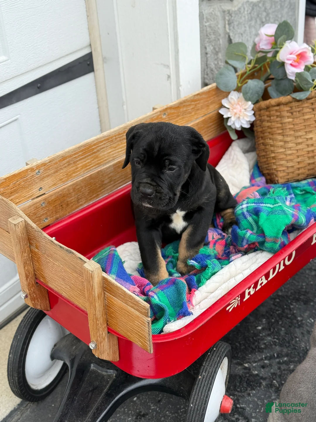 Cane Corso dogs for sale: Alisha - Ad 3