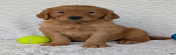 Golden Retriever dogs for sale: Lincoln  - Ad 7
