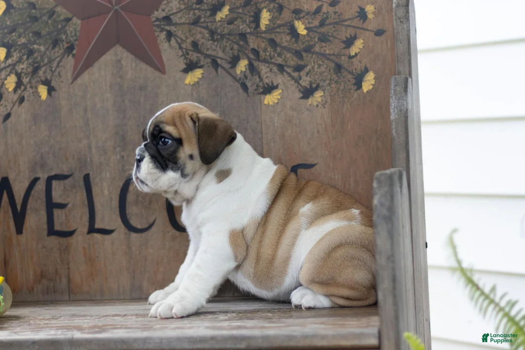 English Bulldog dogs for sale: English Bulldog 3 - Ad 3