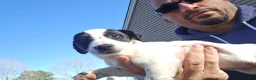 Jack Russell Terrier dogs for sale: Jack Russell Terrier Puppy 1 - Ad 5