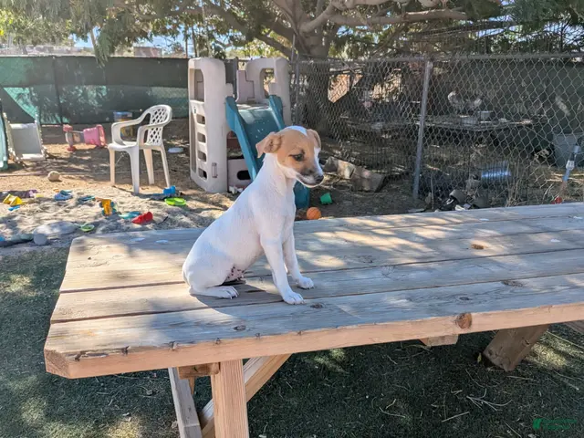 Jack Russell Terrier dogs for sale: Boy 1 - Ad 28
