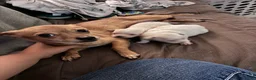 Chipoo dogs for sale: Chipoo Puppy 1 - Ad 2