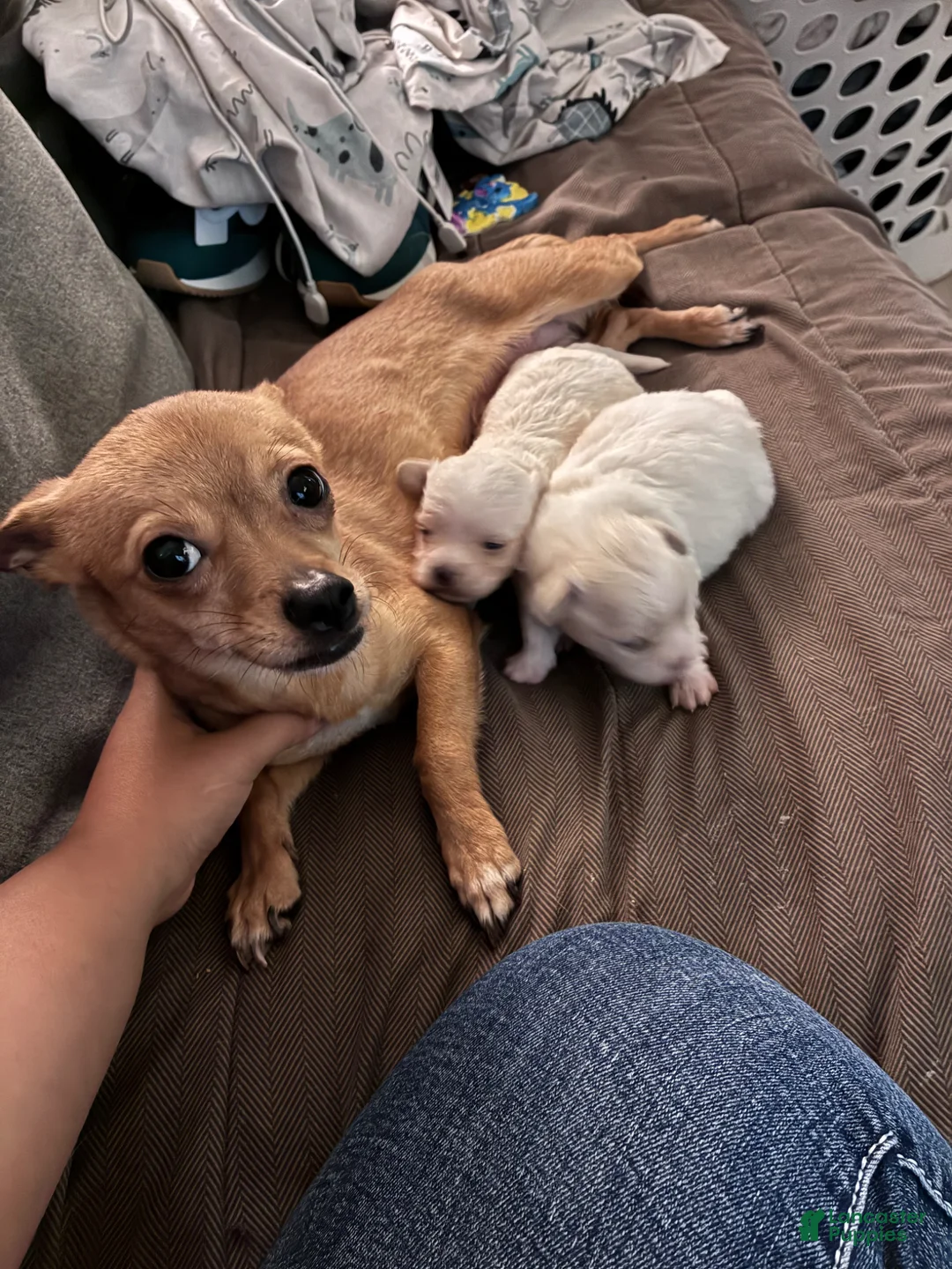 Chipoo dogs for sale: Chipoo Puppy 1 - Ad 2