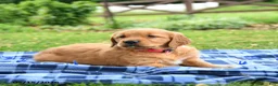 Golden Retriever dogs for sale: Coral - Ad 5
