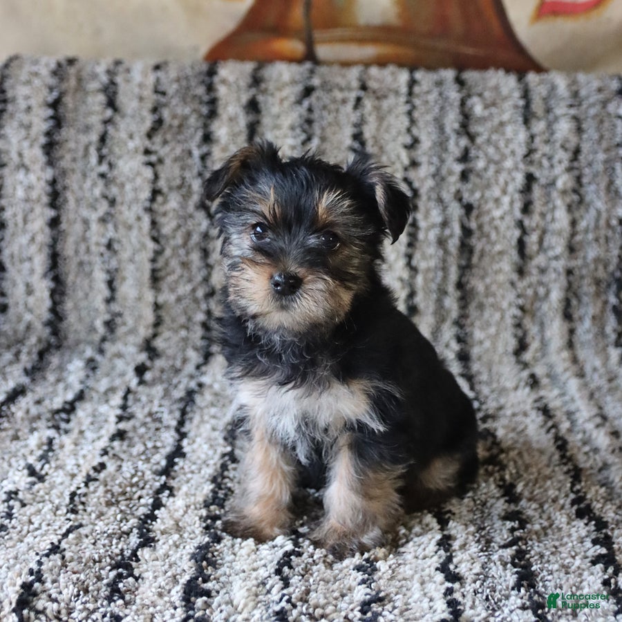 Yorkshire Terrier dogs Saige - Ad 1