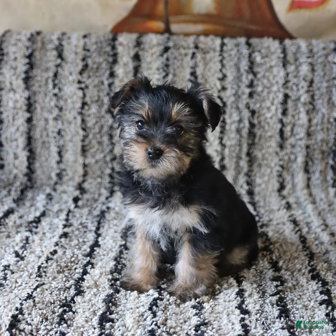 Yorkshire Terrier dogs for sale: Saige - Ad 1