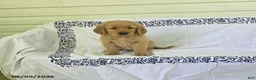 Golden Retriever dogs for sale: Sparky - Ad 4