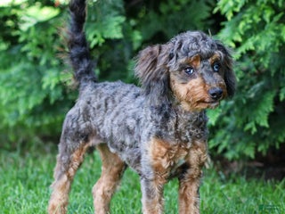 Cavapoo dogs - Ad 32