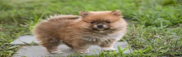 Pomeranian dogs for sale: Bingo Pomeranian  - Ad 10