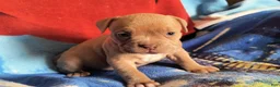 American Bully dogs for sale: American Bully Puppy 2 - Ad 2